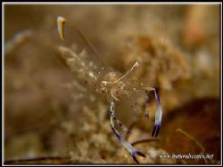 This cleaner shrimp wanted to give my camera lens a clean... by Yves Antoniazzo 